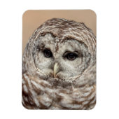 Barred Owl Magnet (Vertikal)
