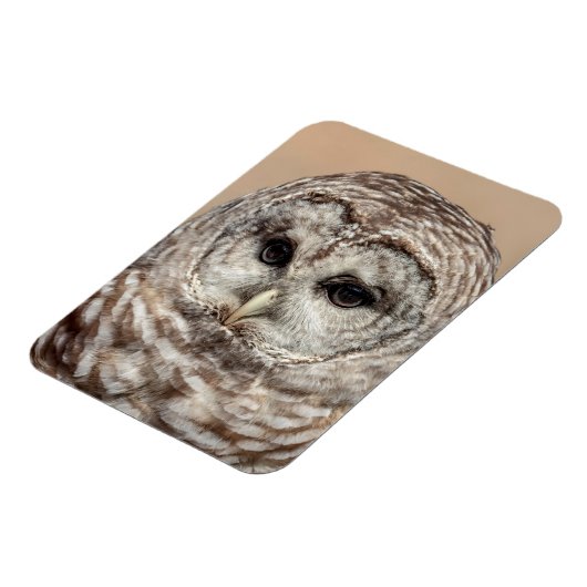 Barred Owl Magnet (Linke Seite)
