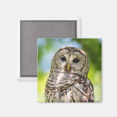 Barred Owl Magnet (Vorderseite/Rückseite)