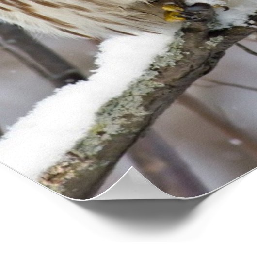 Barred Owl mit leichtem Schneefall Poster (Ecke)