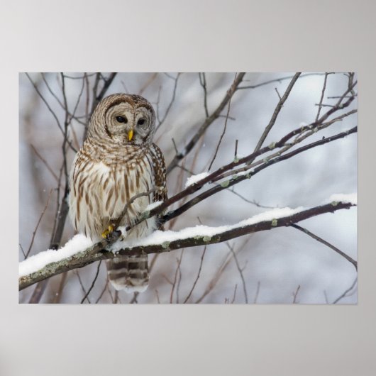 Barred Owl mit leichtem Schneefall Poster (Vorne)