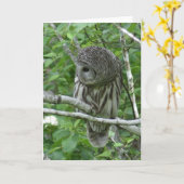 Barred Owl mit Neck Feathers Fluffed Karte (Gelbe Blume)