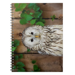 Barred Owl Notizblock