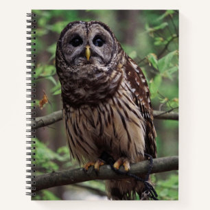 Barred Owl Notizblock