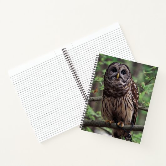 Barred Owl Notizblock (Innenseite)