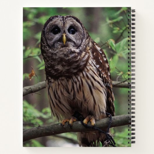 Barred Owl Notizblock (Rückseite)
