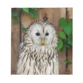 Barred Owl Notizblock (Vorderseite)