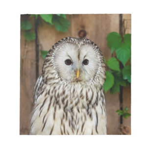 Barred Owl Notizblock