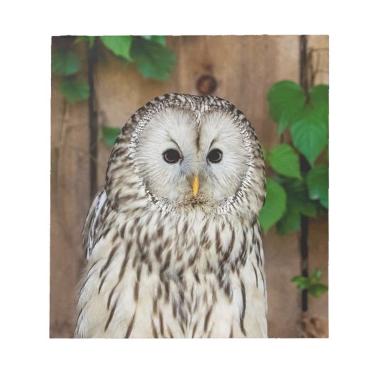 Barred Owl Notizblock (Vorderseite)