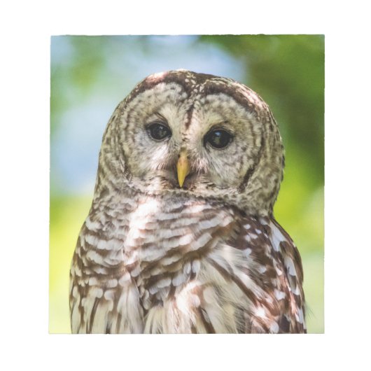 Barred Owl Notizblock (Vorderseite)