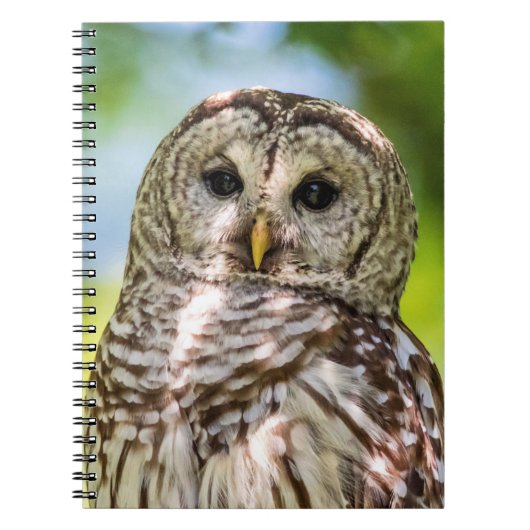 Barred Owl Notizblock (Vorderseite)