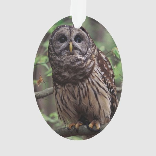 Barred Owl Ornament (Rückseite)