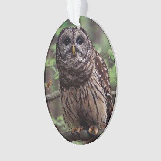 Barred Owl Ornament (Vorderseite)