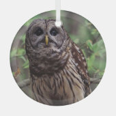 Barred Owl Ornament Aus Glas (Vorderseite)