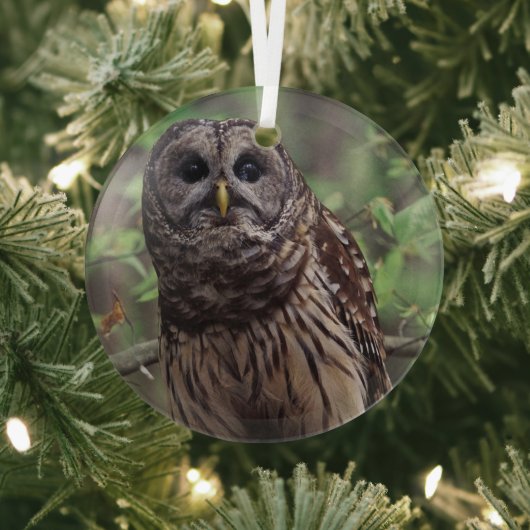 Barred Owl Ornament Aus Glas (InSitu)