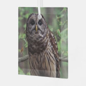 Barred Owl Ornament Aus Glas (Vorderseite links)