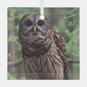 Barred Owl Ornament Aus Glas (Vorderseite)
