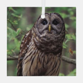 Barred Owl Ornament Aus Glas (Rückseite)
