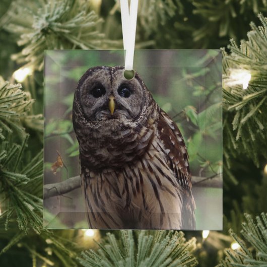 Barred Owl Ornament Aus Glas (Insitu)