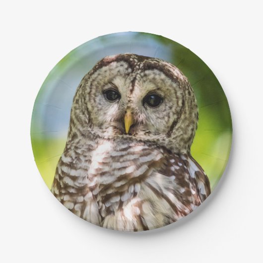 Barred Owl Pappteller (Vorderseite)
