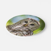 Barred Owl Pappteller (Schrägansicht)
