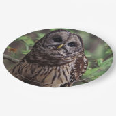Barred Owl Pappteller (Schrägansicht)