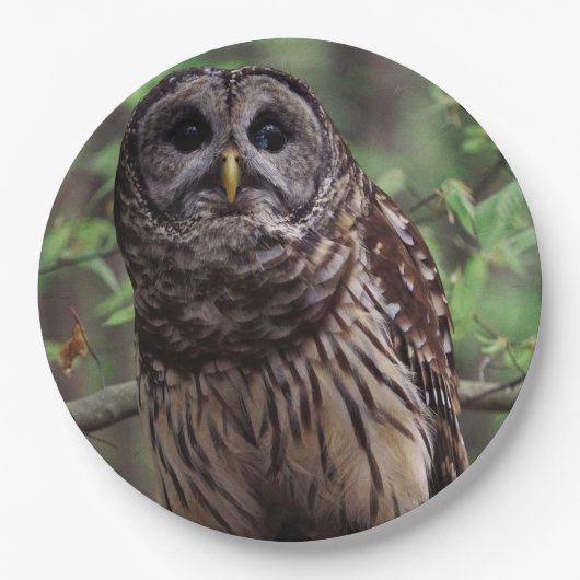 Barred Owl Pappteller (Vorderseite)