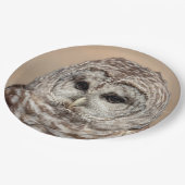 Barred Owl Pappteller (Schrägansicht)