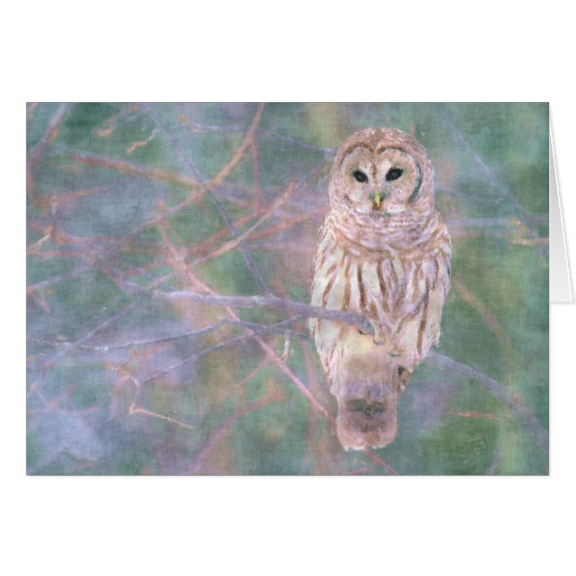 Barred Owl Pastelllackierung (Vorderseite (Horizontal))