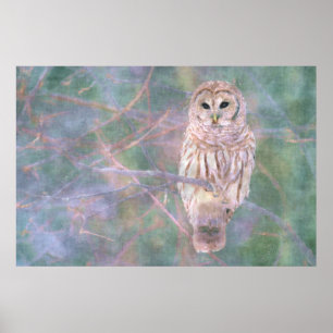 Barred Owl Pastelllackierung Poster