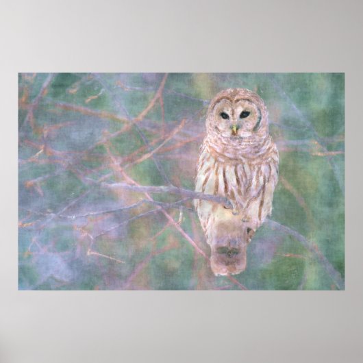 Barred Owl Pastelllackierung Poster (Vorne)
