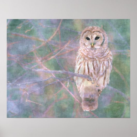 Barred Owl Pastelllackierung Poster (Vorne)
