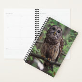 Barred Owl Planer (Anzeige)