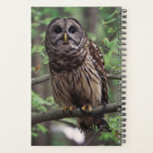 Barred Owl Planer (Rückseite)