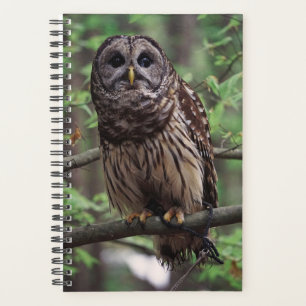 Barred Owl Planer