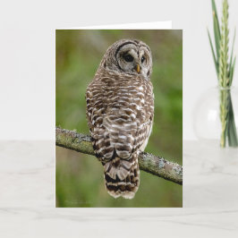 Barred Owl Portrait Danke Karte