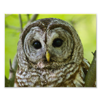 Barred Owl Portrait. Fotodruck