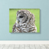 Barred Owl Portrait Leinwanddruck (Insitu (Holzboden))