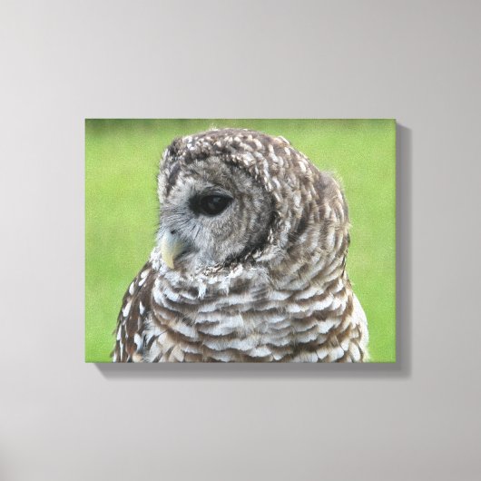 Barred Owl Portrait Leinwanddruck (Vorderseite)