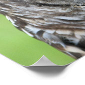 Barred Owl Portrait Poster (Ecke)