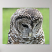 Barred Owl Portrait Poster (Vorne)