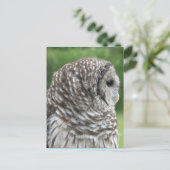 Barred Owl Portrait Postkarte (Stehend Vorderseite)