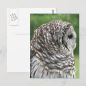 Barred Owl Portrait Postkarte (Vorne/Hinten)