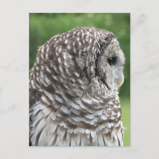 Barred Owl Portrait Postkarte (Vorderseite)