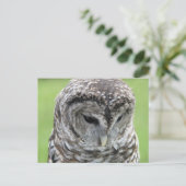 Barred Owl Portrait Postkarte (Stehend Vorderseite)