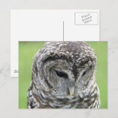Barred Owl Portrait Postkarte (Vorne/Hinten)