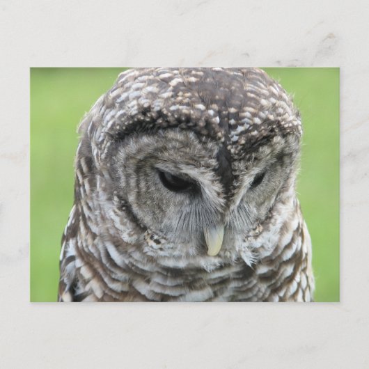 Barred Owl Portrait Postkarte (Vorderseite)
