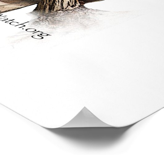 Barred Owl - Poster (Ecke)