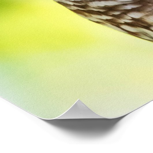 Barred Owl Poster (Ecke)