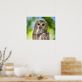 Barred Owl Poster (Küche)